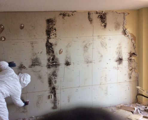 Mold cleanup toronto