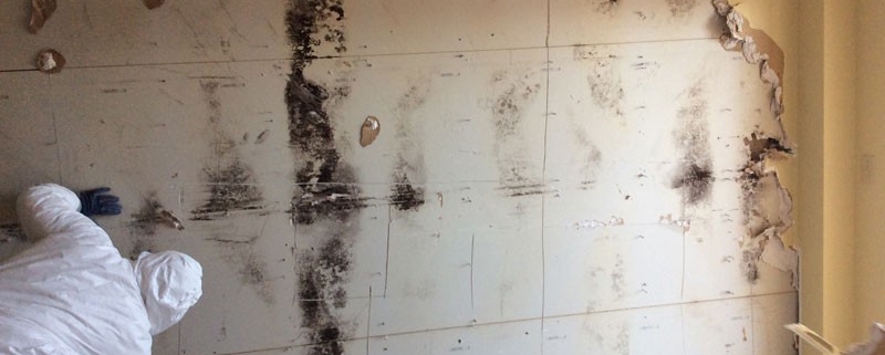 Mold cleanup toronto