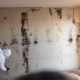 Mold cleanup toronto