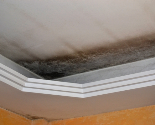 mold cleanup and testing services Abbotsford bc