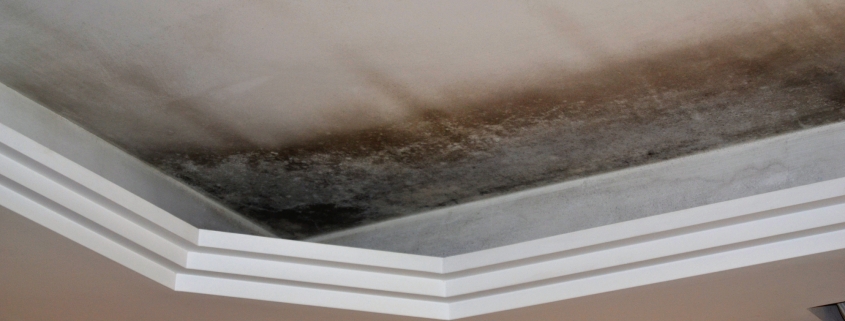 mold cleanup and testing services Abbotsford bc