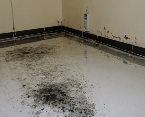 presence of black mold in home